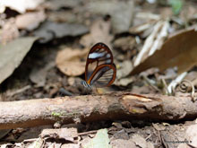 Papillon aux ailes transparentes - Costa Rica